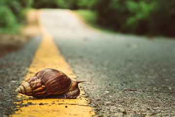 Snail crosses the yellow line on street,  Business and finance concept , success from patience ,Slow economic growth