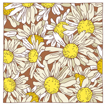 Daisy wildflower