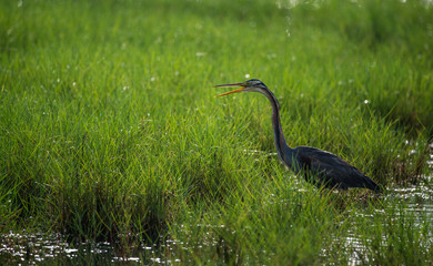 Purple Heron in morning glow