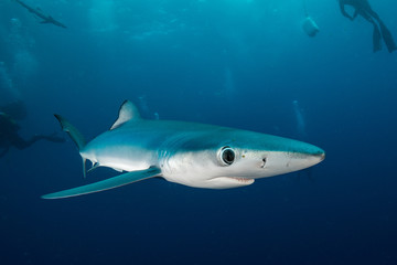 Blue shark underwater view, Cape Town, South Africa.