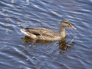Canard