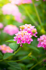 The background image of the colorful flowers