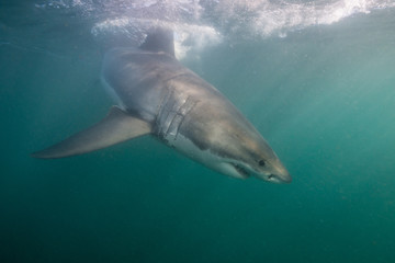 Underwater view of a great white shark, False Bay, Cape Town, South Africa.