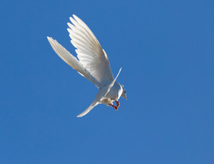 White dove in flight against a blue sky