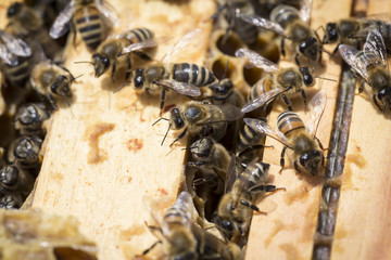 View of the working bees on honeycells