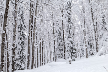 Winter in the mountains