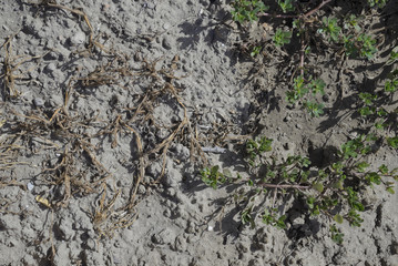 Plants dried up by the lack of water