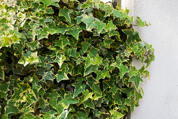 Ivy is Climbing Up The Wall.