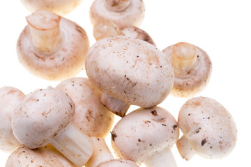 Mushrooms champignons on a white background