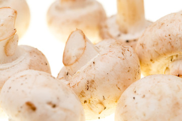 Mushrooms champignons on a white background