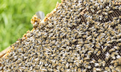 View of the working bees on honeycells