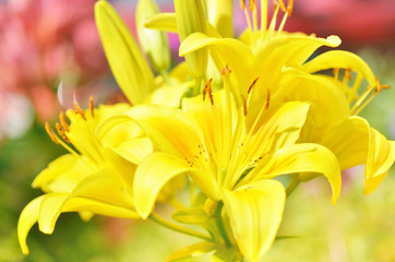Fototapeta premium Flower background. lily at summer day flowers in the garden.