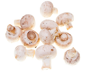 Mushrooms champignons on a white background