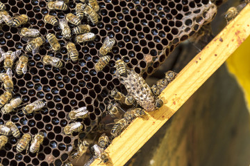 View of the working bees on honeycells