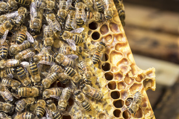 View of the working bees on honeycells