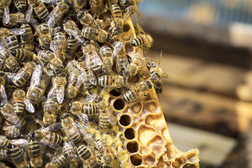 View of the working bees on honeycells