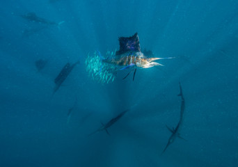 Underwater view of Atlantic sailfish feeding on sardines off the coast of Isla Mujeres, Mexico.
