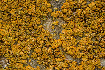 Yellow mold on a stone wall