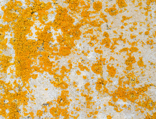 Yellow mold on a stone wall