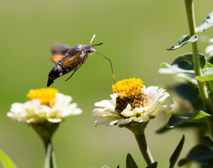 Butterfly in flight gathers nectar from flowers