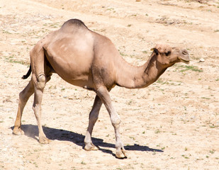 Camel on pasture in deserted nature
