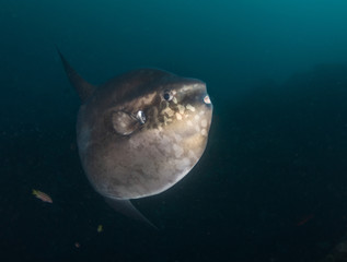 Sun fish, or mola mola, Galapagos Islands, Ecuador.