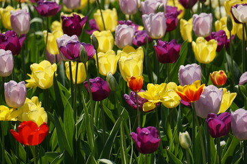 Multicolored tulips
