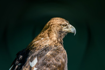  large bird of prey