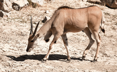 Antelope in the park