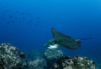 Black spotted eagle ray, Darwin Island, Galapagos Islands, Ecuador.