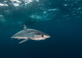 Short fin mako shark underwater view offshore from Cape Town, South Africa.