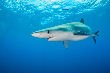 Underwater view of a blue shark, The Azores, Portugal.
