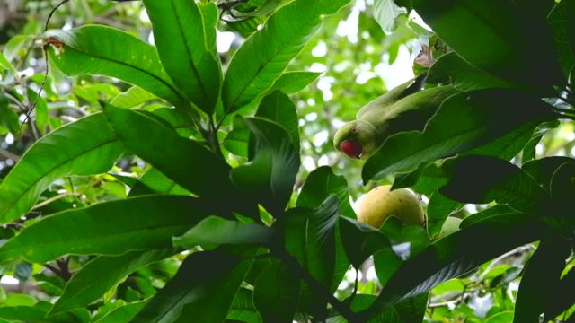 รูปภาพAlexandrine เลือกดูภาพถ่ายสต็อก เวกเตอร์ และวิดีโอ1,332 Adobe