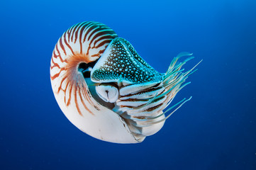 Nautilus swimming in blue water, Palau, Micronesia. - obrazy, fototapety, plakaty