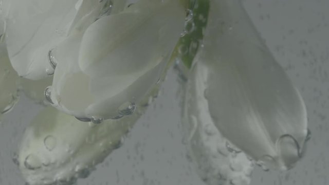 Bubbles Rising Around White Flowers Background