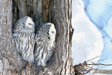 エゾフクロウの夫婦