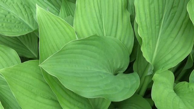 Fresh green leaves of hosta plant in the garden. HD video footage shooting with steadicam. Slow motion panorama of vibrant leafs close up.