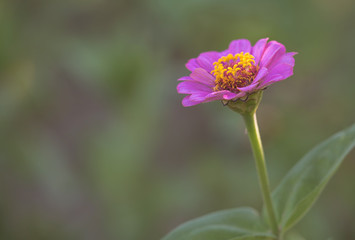 Beauty purple flower in the garden
