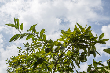 Tree Reaching Towards The Sky