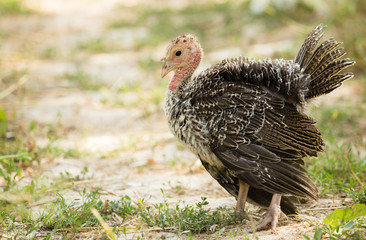 Young turkey on the farm