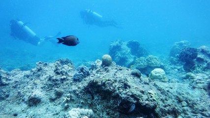 Naklejka na ściany i meble SouFish surgeon, divers, South China Seath China Sea, under water