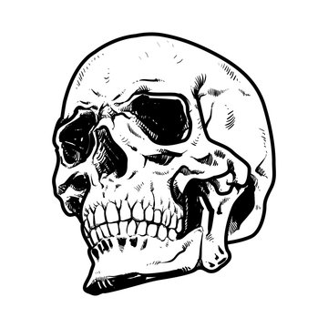 recommend clip art: Skull Vector illustration, Collection Of Hand Drawn halloween, Hard Core Skull Vector Art