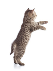 Standing or jumping kitten cat rear view
