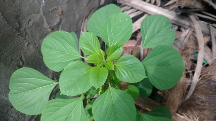 Indian copperleaf or Acalypha Indica also called as catnip