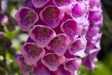 Fingerhut, (Digitalis purpurea),