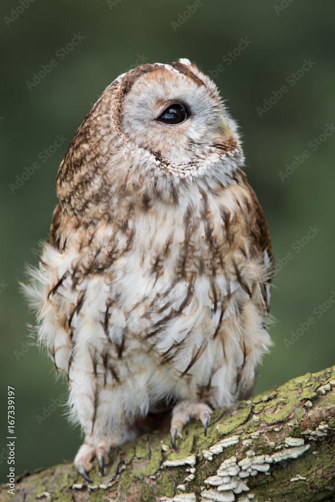 Poster close up full length photograph of a tawny owl perched on a log and looking up towards the sky. Upright vertical format