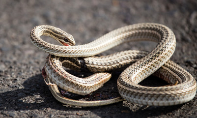 Auto crippled a snake on the road
