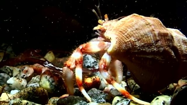 Cancer hermit crab drags shell underwater in search of food of White Sea. Unique dramaturgy pic macro video close up. Predators of marine life on background of pure clear clean water stones.