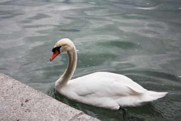 white swan in the lake