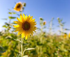 Sunflower flowers grow on nature